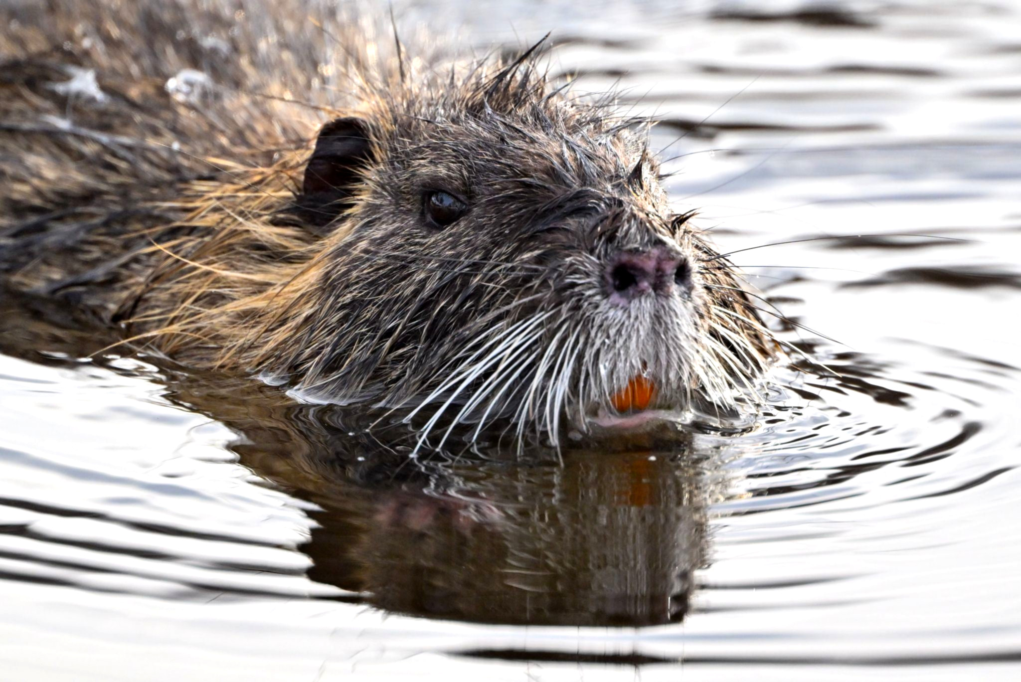 Nutria schwimmt im ruhigen Wasser.
