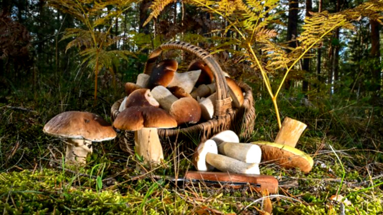 Pilze im Wald nebeneinander wachsend.