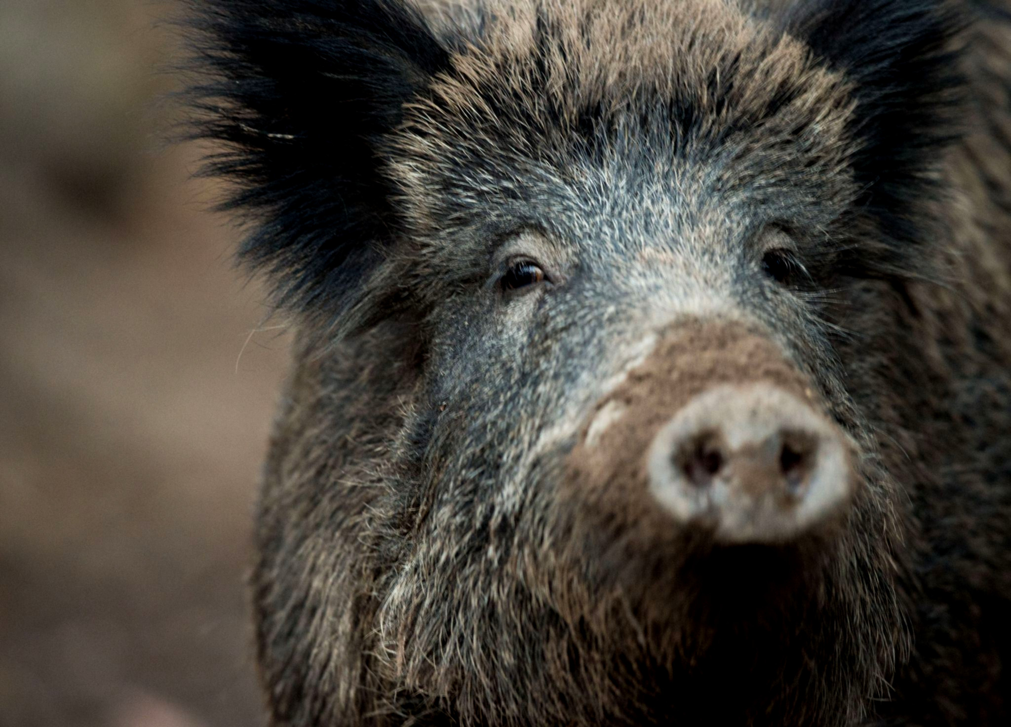 Schweine im Stall, Seuche droht.
